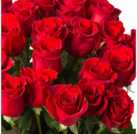 Rose Freedom 1 Flower delivery