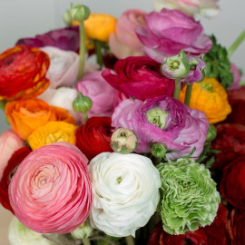 Ranunculus mix Flower delivery