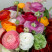 Ranunculus mix 7 Flower delivery foreshortening