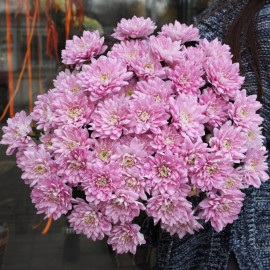 Chrysanthemum Вaltika Flower delivery
