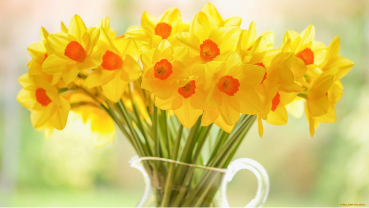 Yellow flowers, what does this color mean?