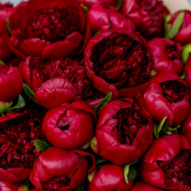 Peony Red Charm Flower delivery