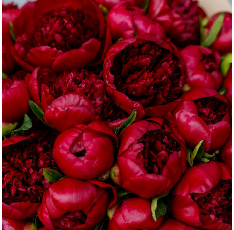 Пион Ред Чарм 1 доставка цветов