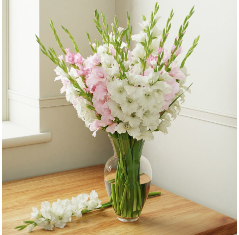 Gladiolus 1 Flower delivery