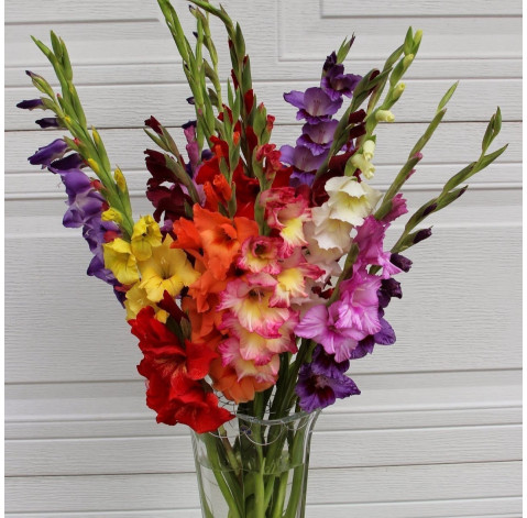 Гладиолус доставка цветов Гладиолус 2 доставка цветов