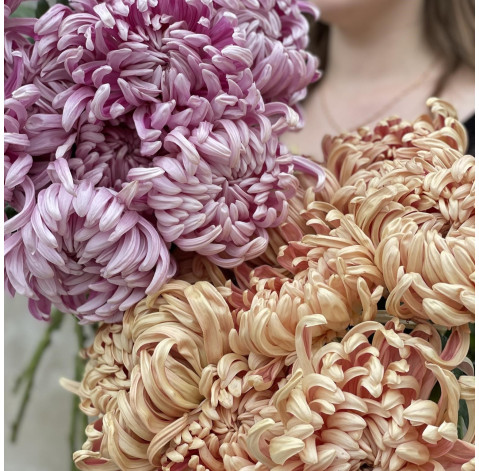 Chrysanthemum Vienne 2 Flower delivery