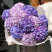 Bouquet of 13 lavender hydrangeas Flower delivery foreshortening Bouquet of 13 lavender hydrangeas 1 Flower delivery foreshortening