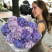 Bouquet of 13 lavender hydrangeas Flower delivery foreshortening Bouquet of 13 lavender hydrangeas 4 Flower delivery foreshortening