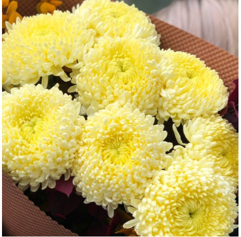 Букет 9 хризантем місцевих 3 доставка квітів