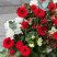 Композиция к траурной церемонии красная 5 доставка цветов ракурс