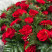 Круглий вінок з гвоздики і троянди 5 доставка квітів ракурс