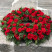 Круглий вінок з гвоздики і троянди 2 доставка квітів ракурс