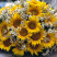 Flower arrangement Golden sun 5 Flower delivery foreshortening