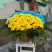 Basket of chrysanthemums Patriotic 1 Flower delivery foreshortening