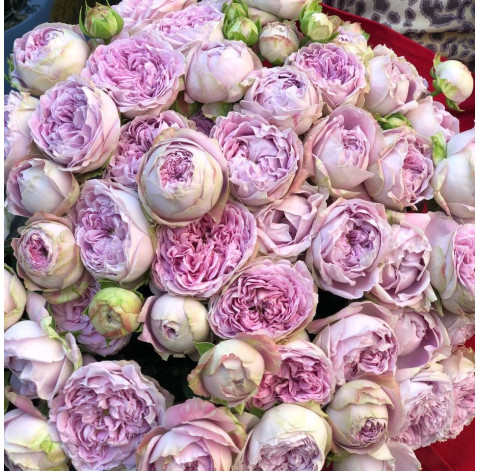 Букет 19 троянд Блоссом Баблз 4 доставка квітів