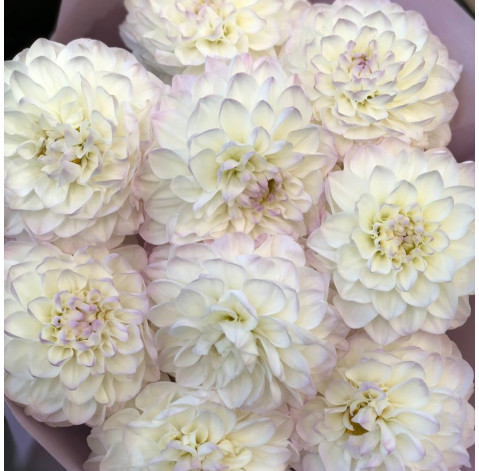 Букет 9 жоржин 4 доставка квітів