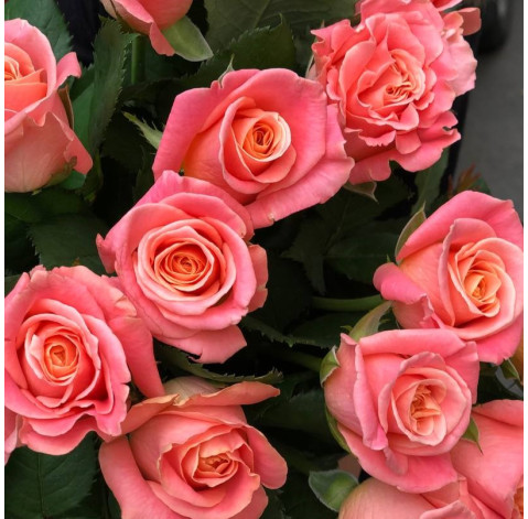 Букет 15 роз Мисс Пигги 4 доставка цветов