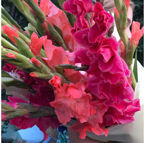 Букет 21 гладіолус мікс 4 доставка квітів