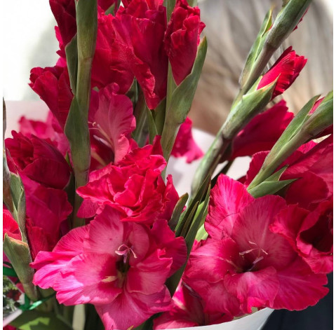 Букет 9 гладіолусів 4 доставка квітів