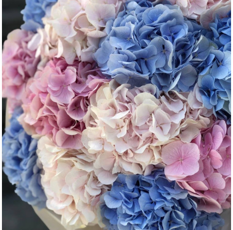 Bouquet of 13 hydrangeas mix 3 Flower delivery