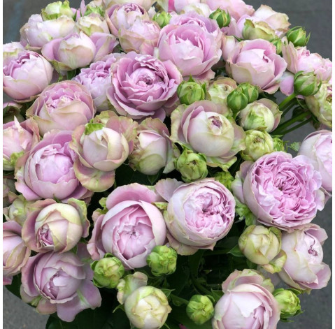 Букет 15 троянд Блоссом Баблз 4 доставка квітів