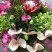 Flower arrangement Bagryanets 5 Flower delivery foreshortening