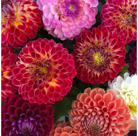 Букет 21 жоржина 5 доставка квітів