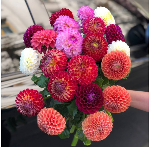 Букет 21 жоржина 4 доставка квітів