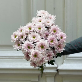 Chrysanthemum Вaltika Flower delivery