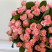 Rose Madam Bombastic 30-40 cm (one bud) Flower delivery foreshortening Rose Madam Bombastic 30-40 cm (one bud) 3 Flower delivery foreshortening