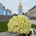 Букет 71 роза Мондиаль 1 доставка цветов ракурс