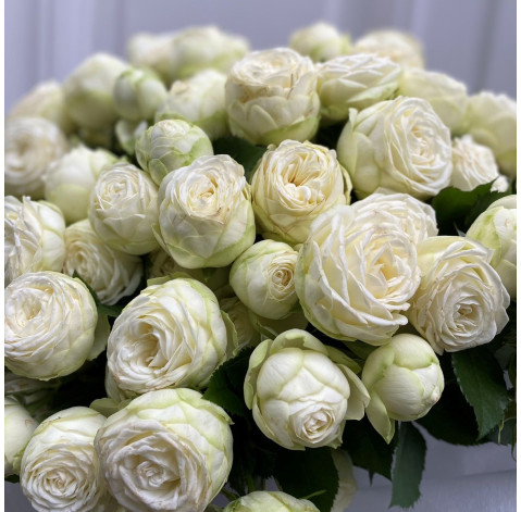 Букет 41 піоновидна троянда Сноу Ворлд 4 доставка квітів