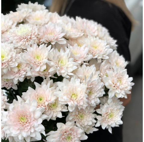Chrysanthemum Pastella 2 Flower delivery