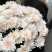 Chrysanthemum Pastella 2 Flower delivery foreshortening