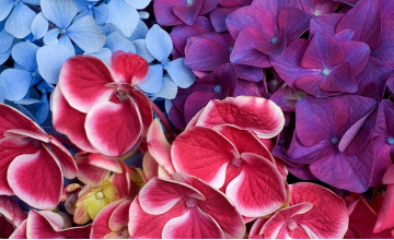 TOP trendy colours for spring 2024 in floristry