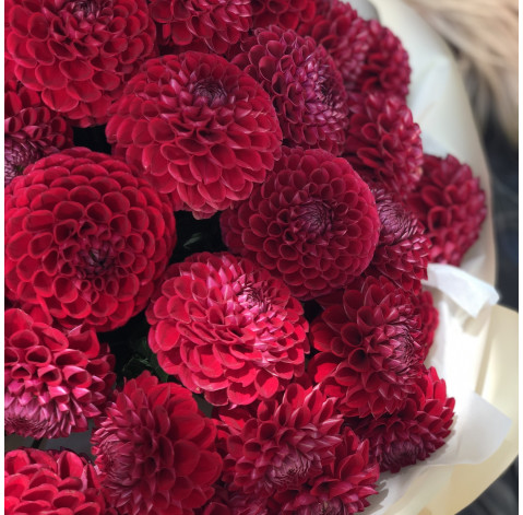 Букет 51 жоржина 4 доставка квітів