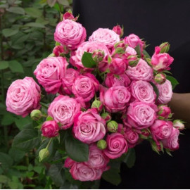 Lady Bombastic Rose Flower delivery Lady Bombastic Rose Flower delivery