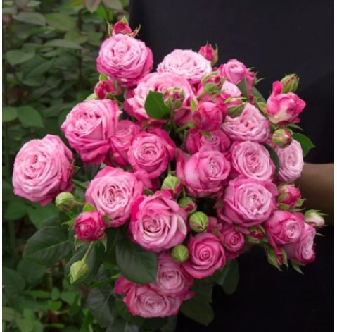 Lady Bombastic Rose 1 Flower delivery
