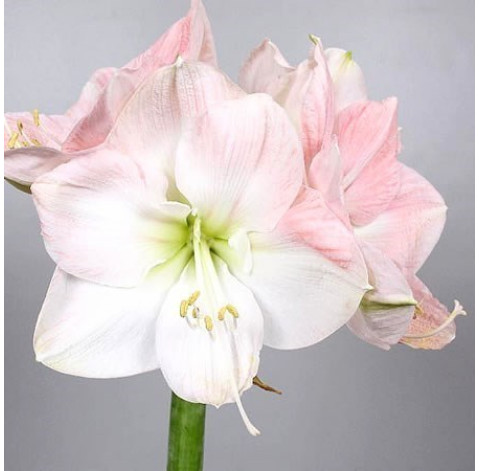 Amaryllis 1 Flower delivery