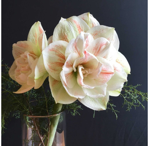 Амариллис доставка цветов Амариллис 3 доставка цветов