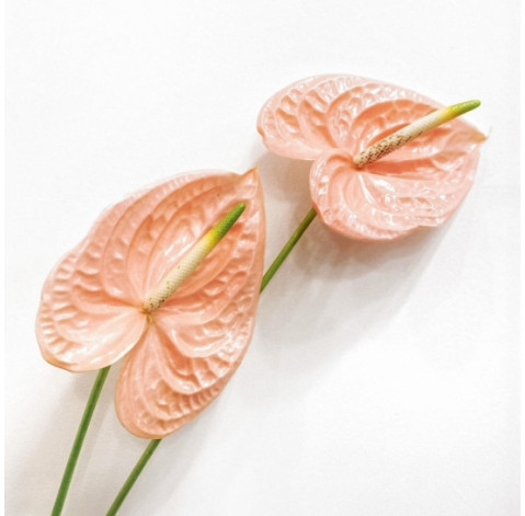 Anthurium 6 Flower delivery