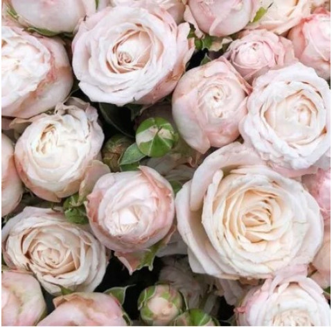 Роза Бомбастик 30-40 см 2 доставка цветов