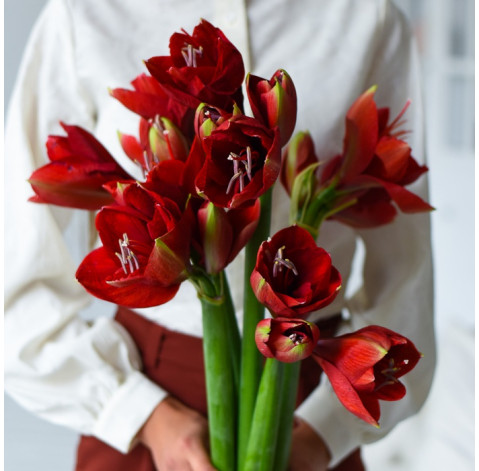 Амариллис доставка цветов Амариллис 6 доставка цветов