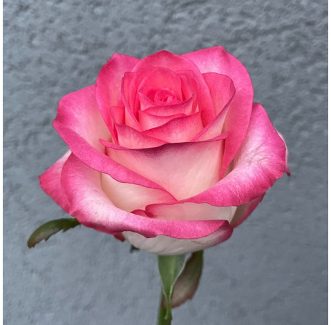 Троянда Джумілія 4 доставка квітів