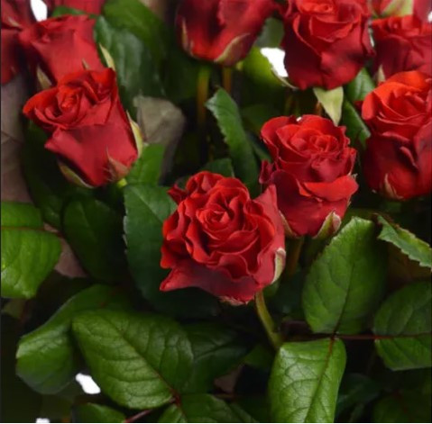 Троянда Ель Торо 30-40 см 4 доставка квітів