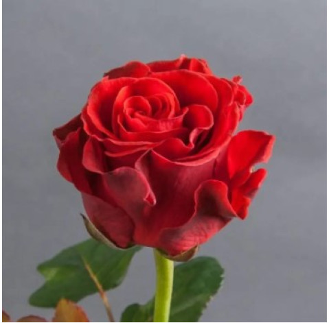 Троянда Ель Торо 30-40 см 1 доставка квітів