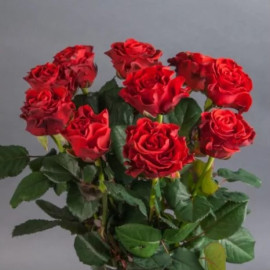 Троянда Ель Торо 30-40 см доставка квітів