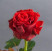 Троянда Ель Торо 30-40 см доставка квітів ракурс Троянда Ель Торо 30-40 см 1 доставка квітів ракурс