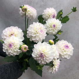 Dahlia Flower delivery