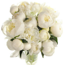 Пионы Белые Голландия доставка цветов Пионы Белые Голландия доставка цветов